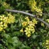 Golden Flowering Currant #2 - Image 2